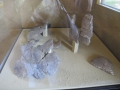 1-IMG_4851
