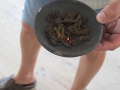 1-IMG_4862